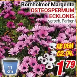 CENTERSHOP Bornholmer Margerite Angebot