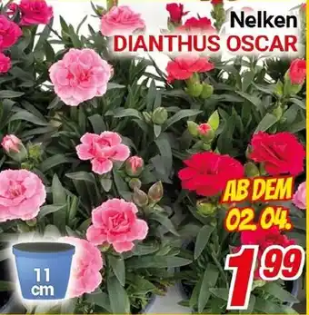 CENTERSHOP Nelken Angebot
