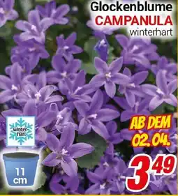 CENTERSHOP Glockenblume Angebot
