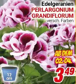 CENTERSHOP Edelgeranien Angebot