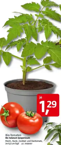 Bauhaus Bio-Tomaten Bio Solanum lycopersicum Angebot