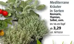 Bauhaus Mediterrane Kräuter Angebot