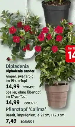 Bauhaus Dipladenia Dipladenia sanderi Angebot