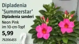 Bauhaus Dipladenia 'Summerstar' Dipladenia sanderi Angebot