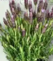 Bauhaus Schopflavendel Lavandula stoechas Angebot