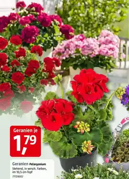 Bauhaus Geranien Pelargonium Stehend Angebot