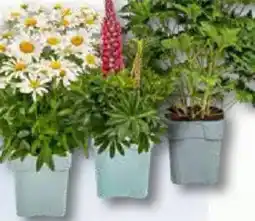 Bauhaus Stauden Mix 'Bauerngarten' Angebot