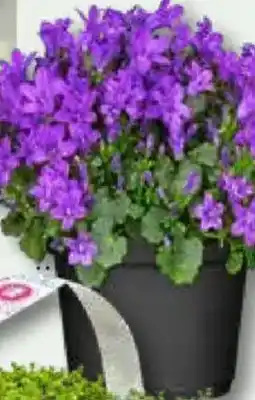 Bauhaus Glockenblume Campanula porten- schlagiana 'Get Mee Angebot