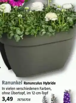 Bauhaus Ranunkel Ranunculus Hybride Angebot