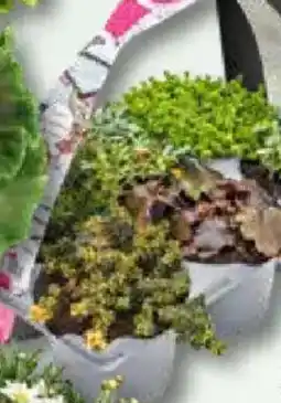 Bauhaus Bodendecker Stauden 'Pflasta La Vista' Angebot