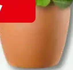 Bauhaus Pflanzkübel Egg Pot 'Cotto Garden' Angebot