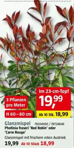 Bauhaus Glanzmispel Photinia fraseri 'Red Robin' oder 'Carre Rouge' Angebot