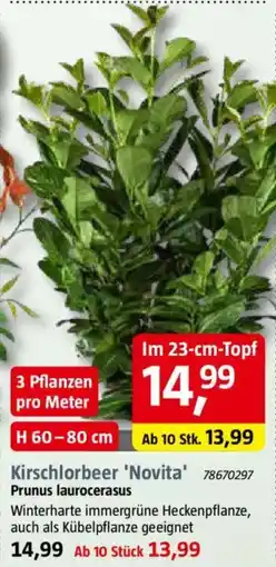 Bauhaus Kirschlorbeer 'Novita' Prunus laurocerasus Angebot