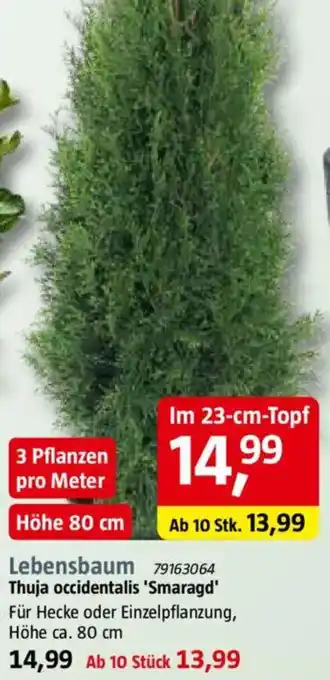 Lebensbaum Thuja occidentalis 'Smaragd' Angebot bei Bauhaus