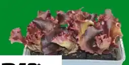 OBI Pflücksalat Lollo Rosso Angebot