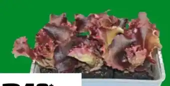 OBI Pflücksalat Lollo Rosso Angebot