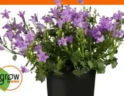 OBI Grow By Obi Polster-Glockenblume Angebot