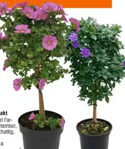 OBI Grow By Obi Beetstämmchen Angebot