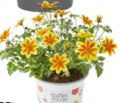 OBI Goldmarie Angebot