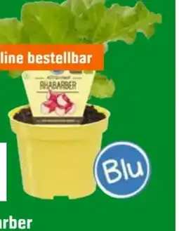 OBI Blu Bio-Rhabarber Angebot