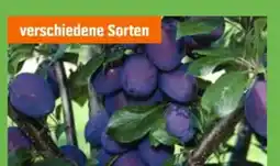 OBI Grow By Obi Bio-Pflaumenbäume Angebot