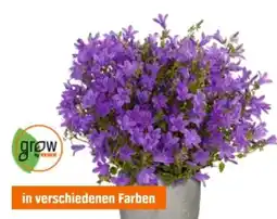 OBI Grow By Obi Glockenblume Angebot