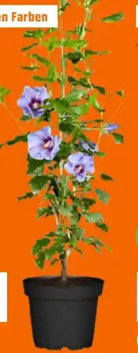 OBI Grow By Obi Gartenhibiskus Angebot