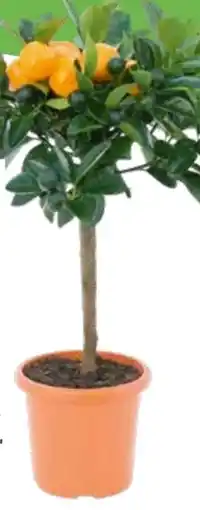 OBI Grow By Obi Zitrus Mix Angebot