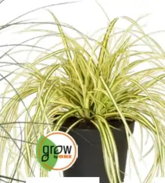 OBI Grow By Obi Gold Segge Evergold Angebot