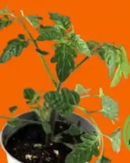 OBI Grow By Obi Tomatenpflanzen Angebot