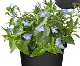 OBI Männertreu Angebot