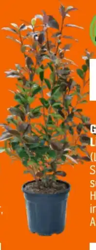 OBI Grow By Obi Glanzmispel Red Robin Angebot