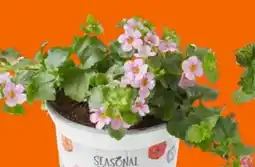 OBI Schneeflockenblume Angebot