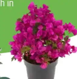 OBI Grow By Obi Drillingsblume Angebot