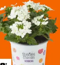 OBI Eisenkraut Angebot