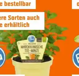 OBI Blu Bio Marokkanische Teeminze Angebot