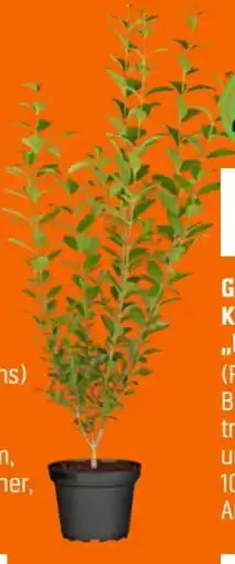 OBI Grow By Obi Liguster Angebot