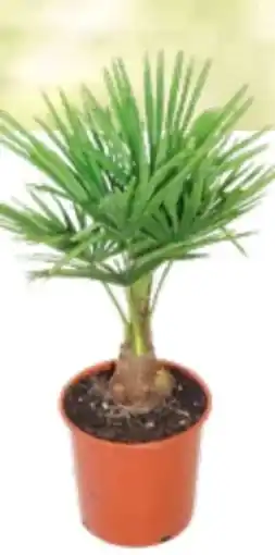 OBI Grow By Obi Hanfpalme Angebot