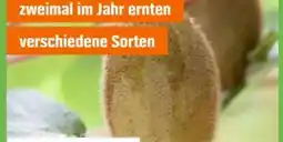 OBI Grow By Obi Bio-Kiwipflanzen Angebot