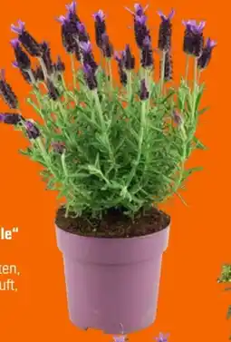 OBI Grow By Obi Schopflavendel Anouk Dark Purple Angebot