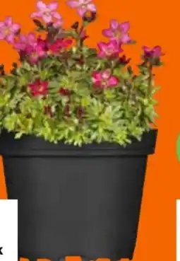 OBI Grow By Obi Staudenvielfalt Angebot