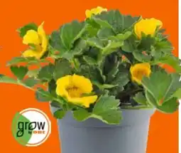 OBI Grow By Obi Fingerkraut Angebot