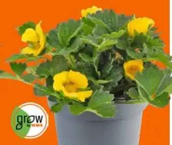 OBI Grow By Obi Fingerkraut Angebot