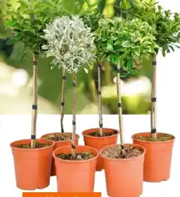 OBI Grow By Obi Mini-Stamm-Sortiment Angebot