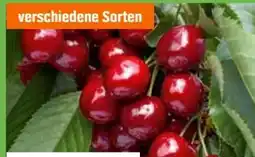 OBI Grow By Obi Bio-Kirschbäume Angebot