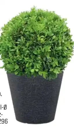 OBI Grow By Obi Buchsbaumkugel Faulkner Angebot