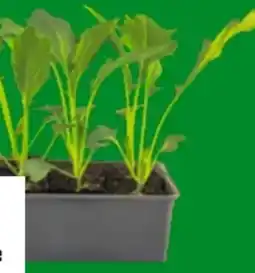 OBI Kohlrabi Delikatesse Angebot