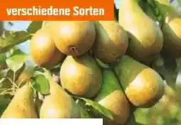 OBI Grow By Obi Bio-Birnbäume Angebot