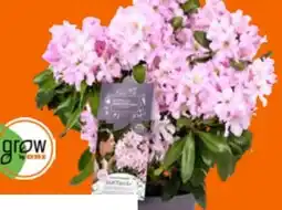 OBI Grow By Obi Rhododendron Inkarho Angebot