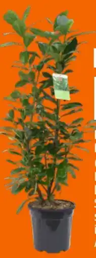 OBI Grow By Obi Kirschlorbeer Novita Angebot